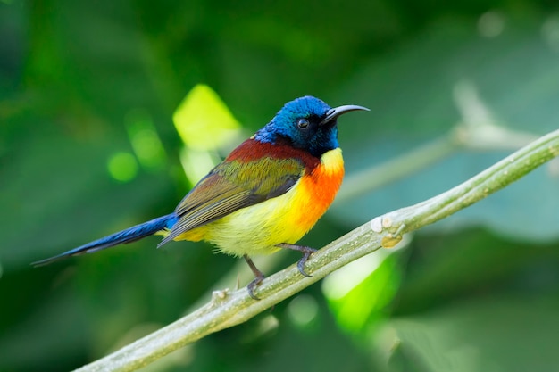 Premium Photo | Green-tailed sunbird; aethopyga nipalensis