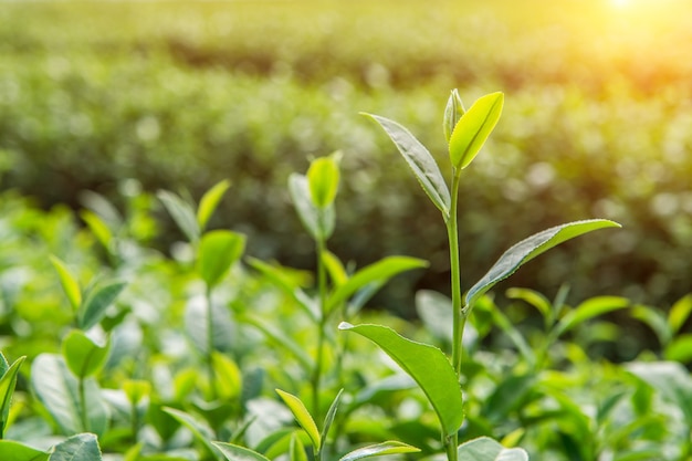 緑茶のつぼみと葉 緑茶農園と朝晴れ 無料の写真