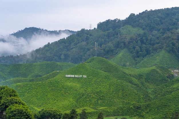 Premium Photo  Green tea plantations in the hills in the 