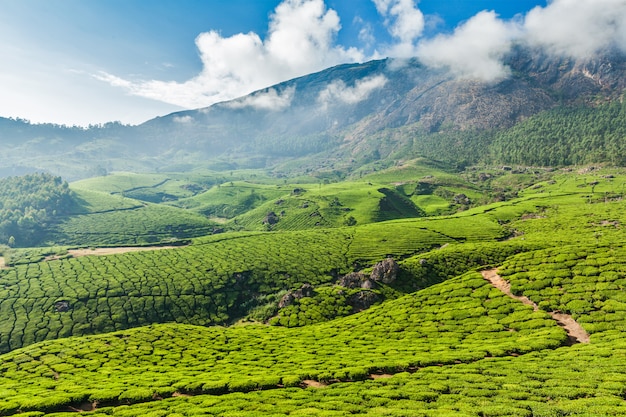 Premium Photo | Green tea plantations in munnar, kerala, india