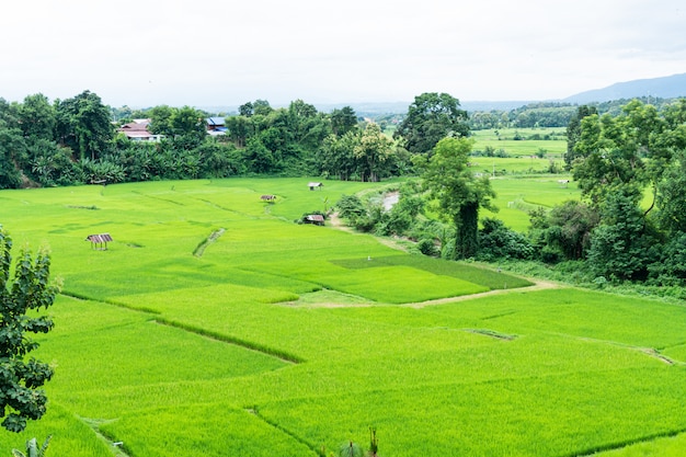 Premium Photo | Green terraced rice field in nan, thailand.