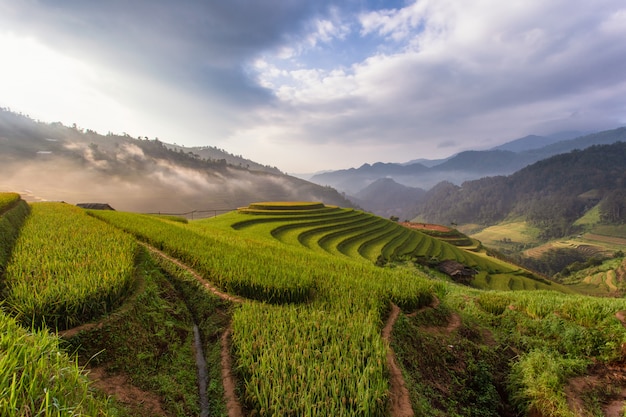 Green terraced rice fields at mu cang chai Premium Photo