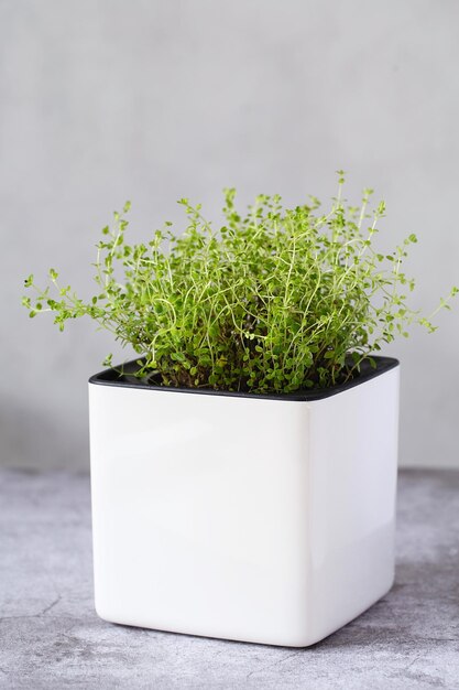 Premium Photo Green Thyme In A White Cube Pot A Potted Thyme Plant