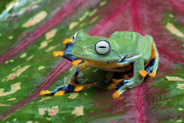 Premium Photo | Green tree flying frog inside anthurium leaf