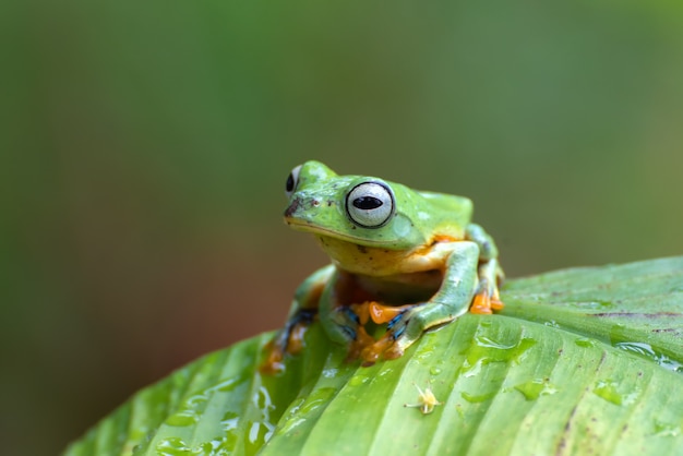 Premium Photo | Green tree flying frog perched on banana tree