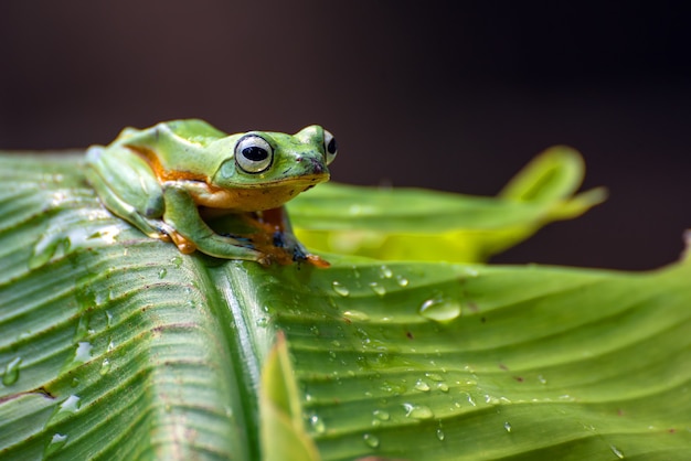 Premium Photo | Green tree flying frog perched on banana tree