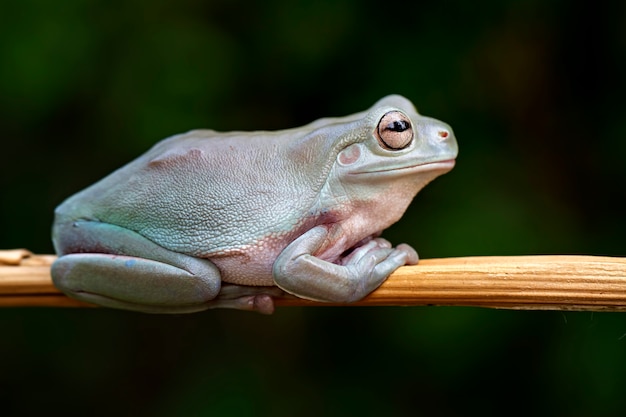 Premium Photo | Green tree frog, dumpy frog, papua green tree frog