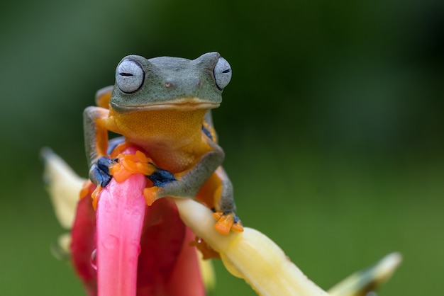 Premium Photo | Green tree frog perched on a flower petals