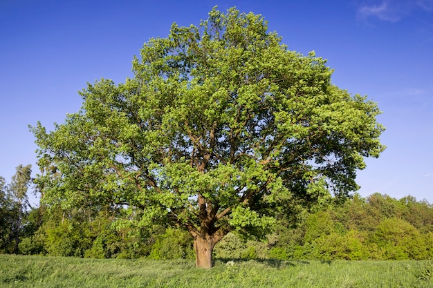 Premium Photo | Green tree and grass