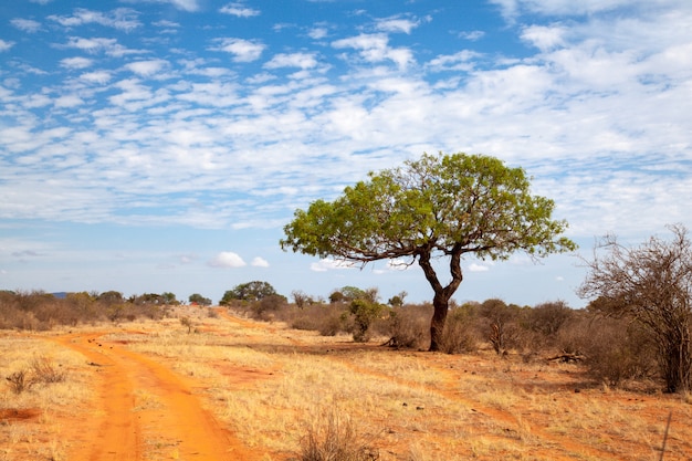 Premium Photo | Green tree near the red soil way, scenery of kenya