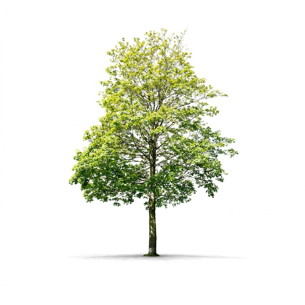 Premium Photo | Green tree on white