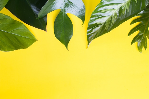 エコの背景やジャングルの壁紙の背景の黄色の背景のデザインの緑の熱帯の葉 プレミアム写真