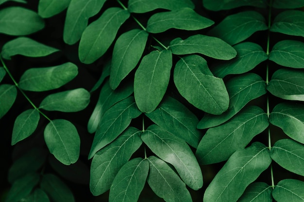 Green tropical leaves | Free Photo
