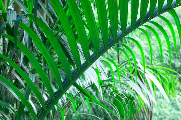 Premium Photo | Green tropical palm background, oblique leaf, template ...