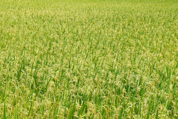 Premium Photo | Green view of paddy rice field in sekinchan selangor.