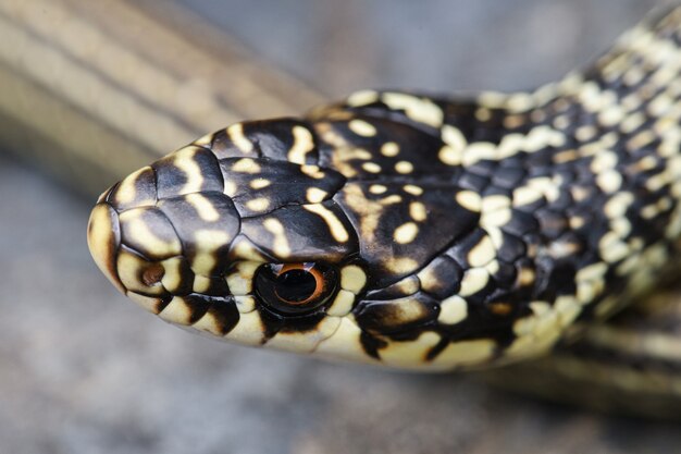 Premium Photo | Green whip snake (hierophis viridiflavus) portrait