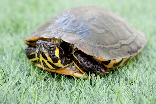 Premium Photo | Green and yellow common turtle