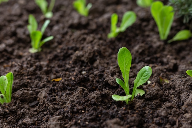 Premium Photo | Green young lettuce plant in organic garden.