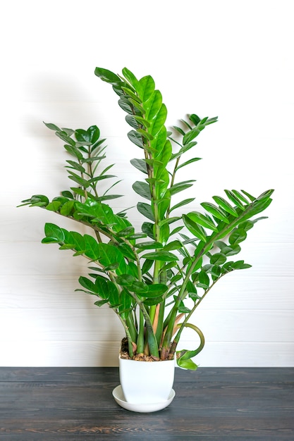 Premium Photo Green Zamioculcas Zamiifolia Plant With White Pot On Wooden Table House Plant Home Decor Concept