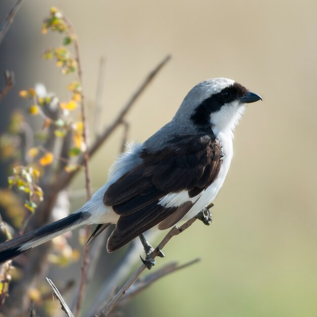 Premium Photo | Grey-backed fiscal in serengeti national park