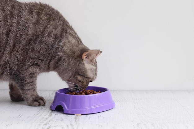 Grey cat eats dry food Premium Photo