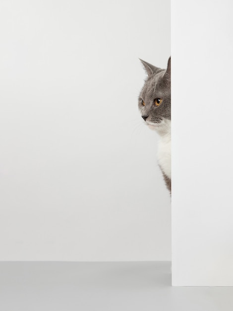 Premium Photo | Grey cat peeps out of the corner, animal emotions, on a ...