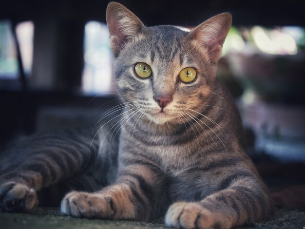 グレーの猫のタイ雑種 プレミアム写真