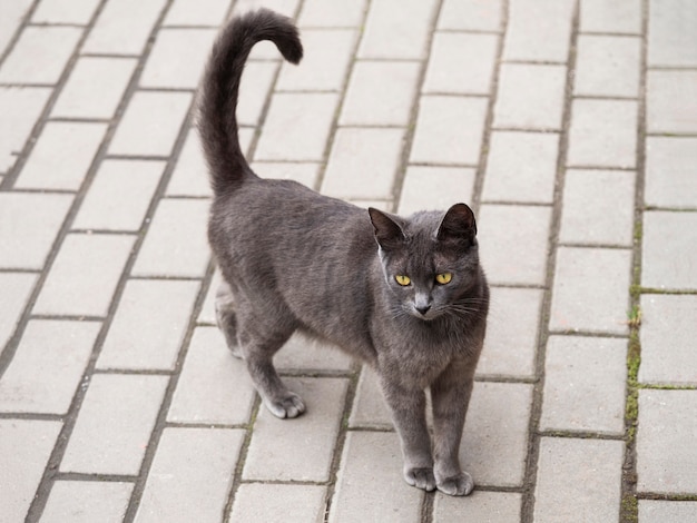 Premium Photo A Grey Elegant Cat With Yellow Eyes Walks Along The Road