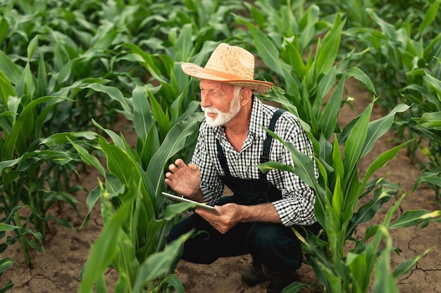 Premium Photo Grey Haired Beard Senior Agronomist Inspecting Corn