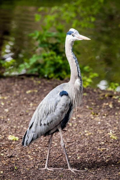 アオサギ Ardea Cinerea サギ科の足の長い捕食性渉禽類 プレミアム写真