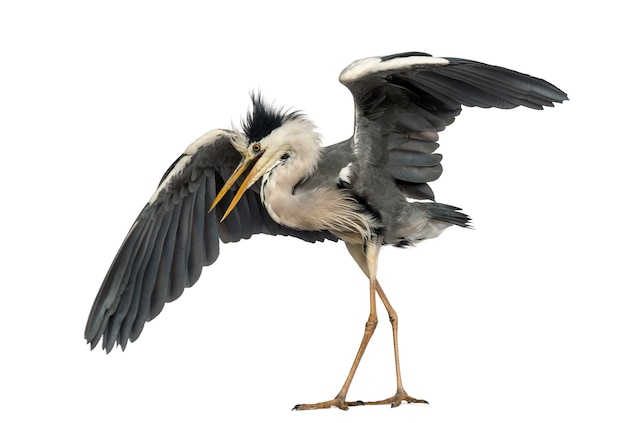 Premium Photo | Grey heron doing a mating dance, ardea cinerea, 5 years ...