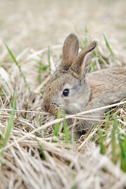 Premium Photo | A grey rabbit in hay on the farm. pretty rabbit on a dry grass