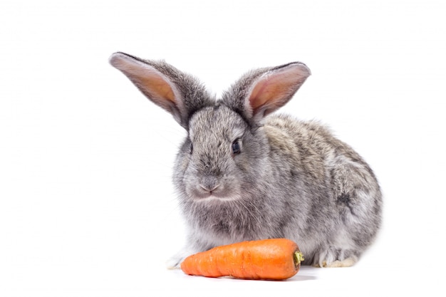 灰色のウサギはニンジン 装飾的なウサギと分離します プレミアム写真