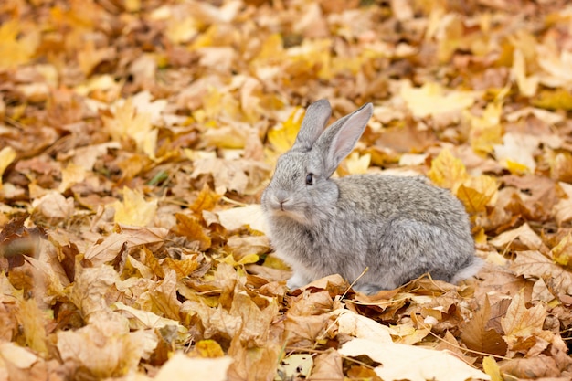 Premium Photo | A Grey Rabbit In Yellow Leaves Fall Autumn Landscape