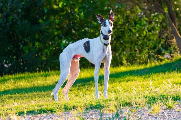 白い色と黒い斑点のグレイハウンド 犬 カラフルなネックレスとgps犬 晴れた日の午後 木々と緑の芝生のある公園で プレミアム写真