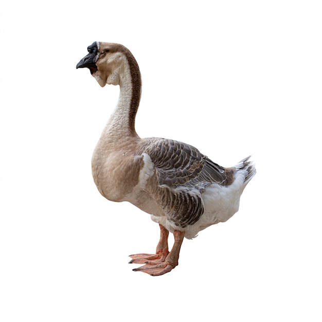 Premium Photo | Greylag big goose anser isolated on white background