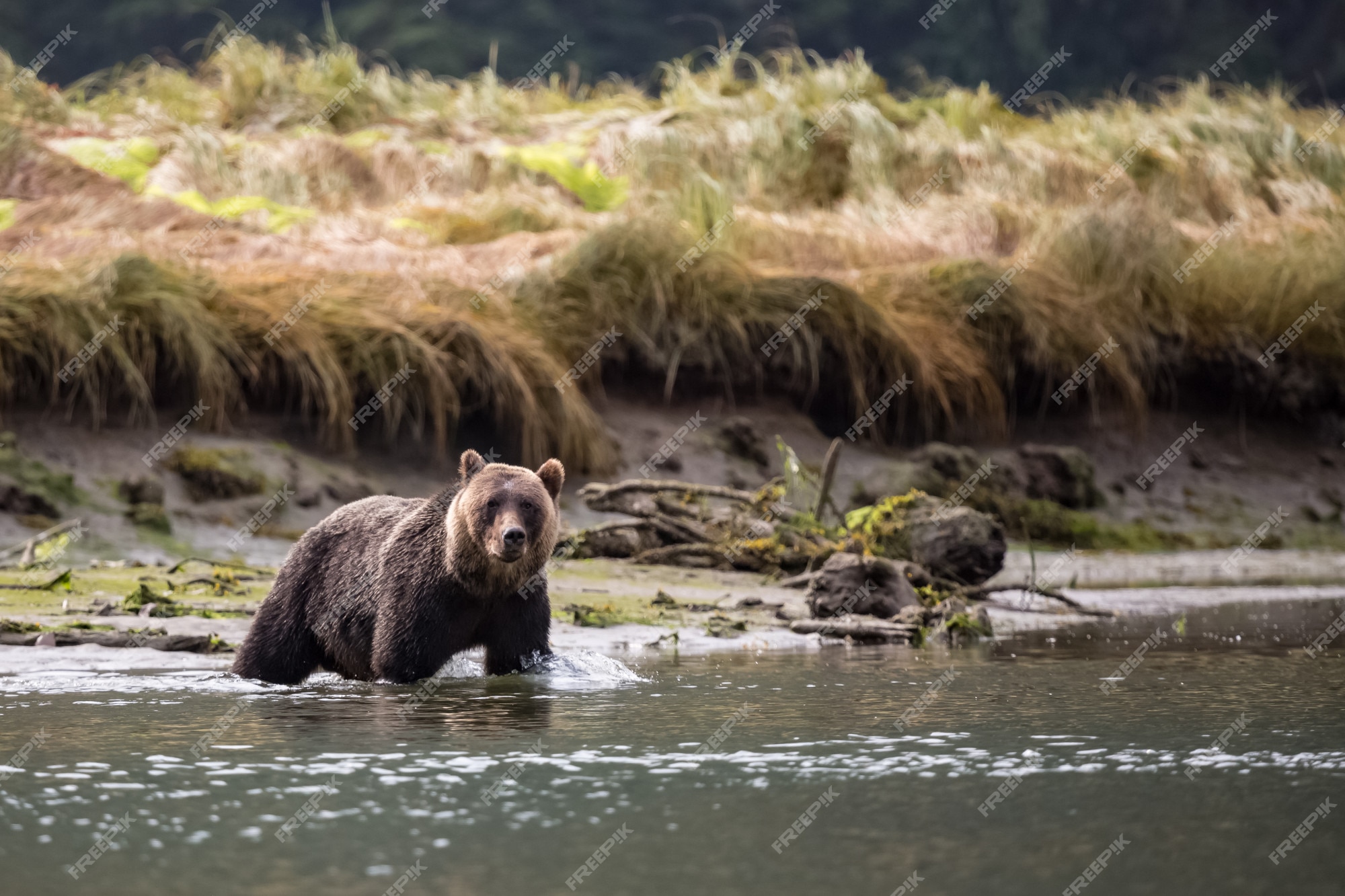 Premium Photo | Grizzly bear in river