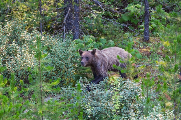 Premium Photo | Grizzly bear in summer season