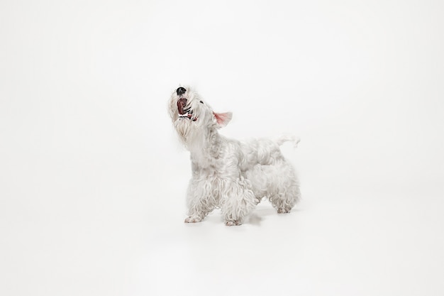 ふわふわの毛皮で手入れされたテリアの子犬 かわいい白い小さな犬やペットは 白い背景で隔離されて遊んで実行しています 無料の写真