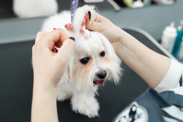 Premium Photo | Groomer cuts a dog's hair at a veterinary clinic