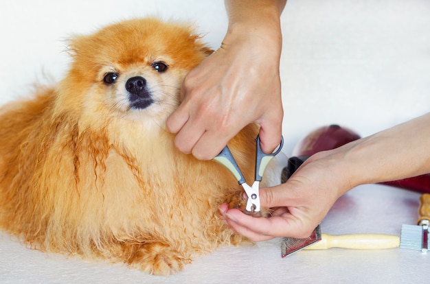 濡れた犬の毛づくろい グルーミングをマスターし 髪を乾かし ポメラニアンの爪を切る ペット向け美容院 獣医クリニックでの動物のための専門の衛生とヘルスケア プレミアム写真