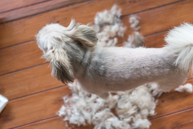 バリカンで人間によるグルーミングと散髪犬の毛皮 プレミアム写真