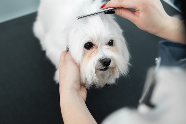 Premium Photo | Grooming animals, grooming, drying and styling dogs ...