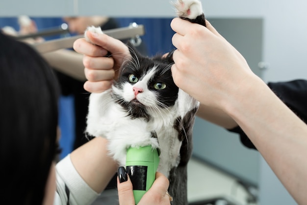 cat shaving machine
