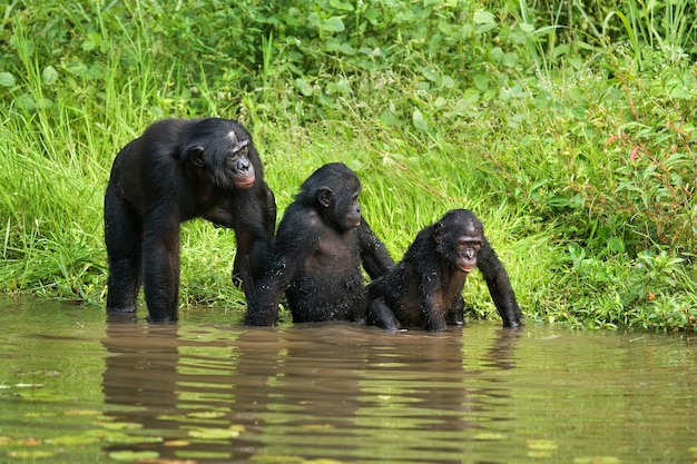 Premium Photo Group Of Bonobos Democratic Republic Of Congo Lola Ya