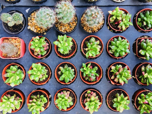 Premium Photo | Group of cactus in flower pot