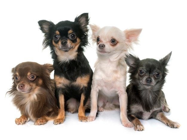 Premium Photo | Group of chihuahua