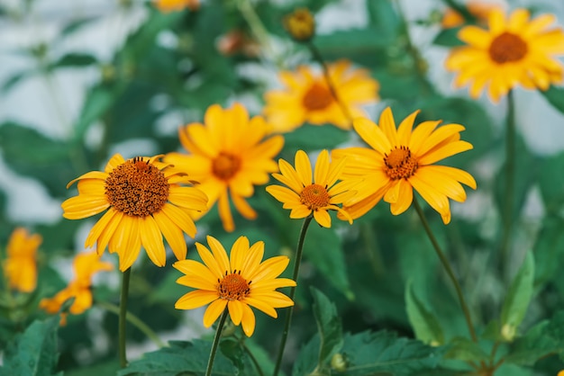 group of petals