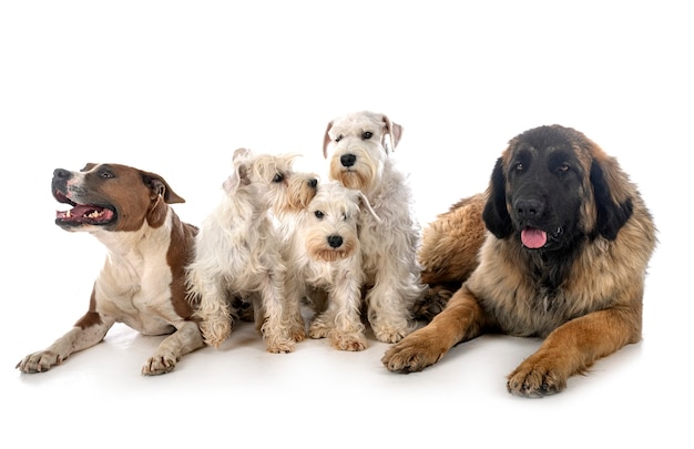 Premium Photo | Group of dogs in front of white background