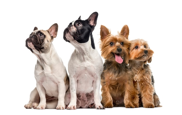 Premium Photo | Group of dogs sitting and looking up isolated on white